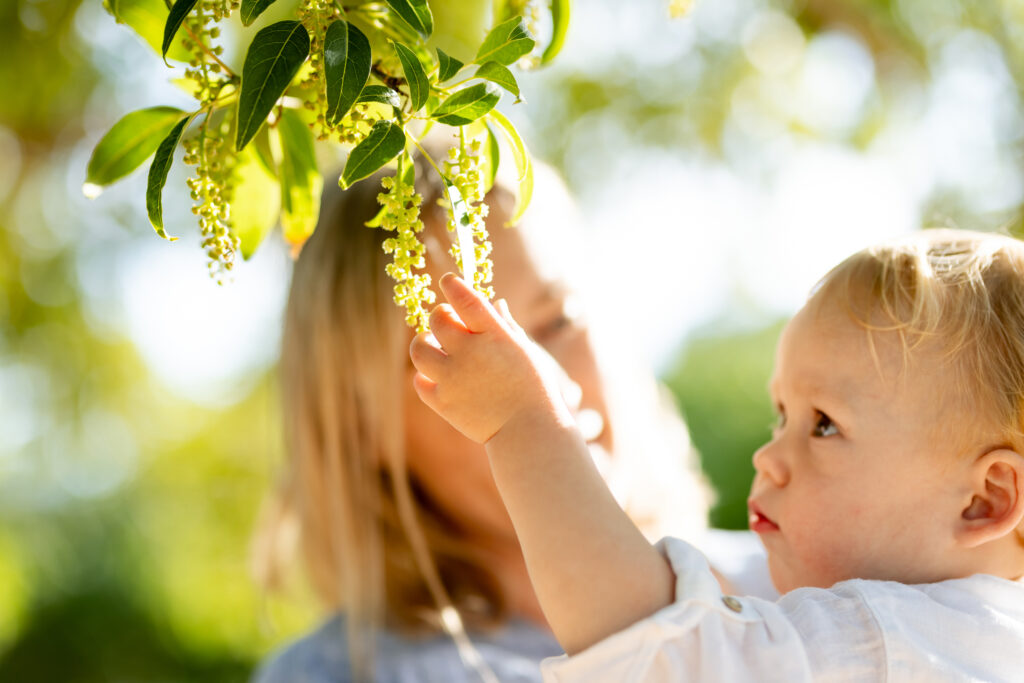 La mano de un bebé cogiendo un fruto del árbol